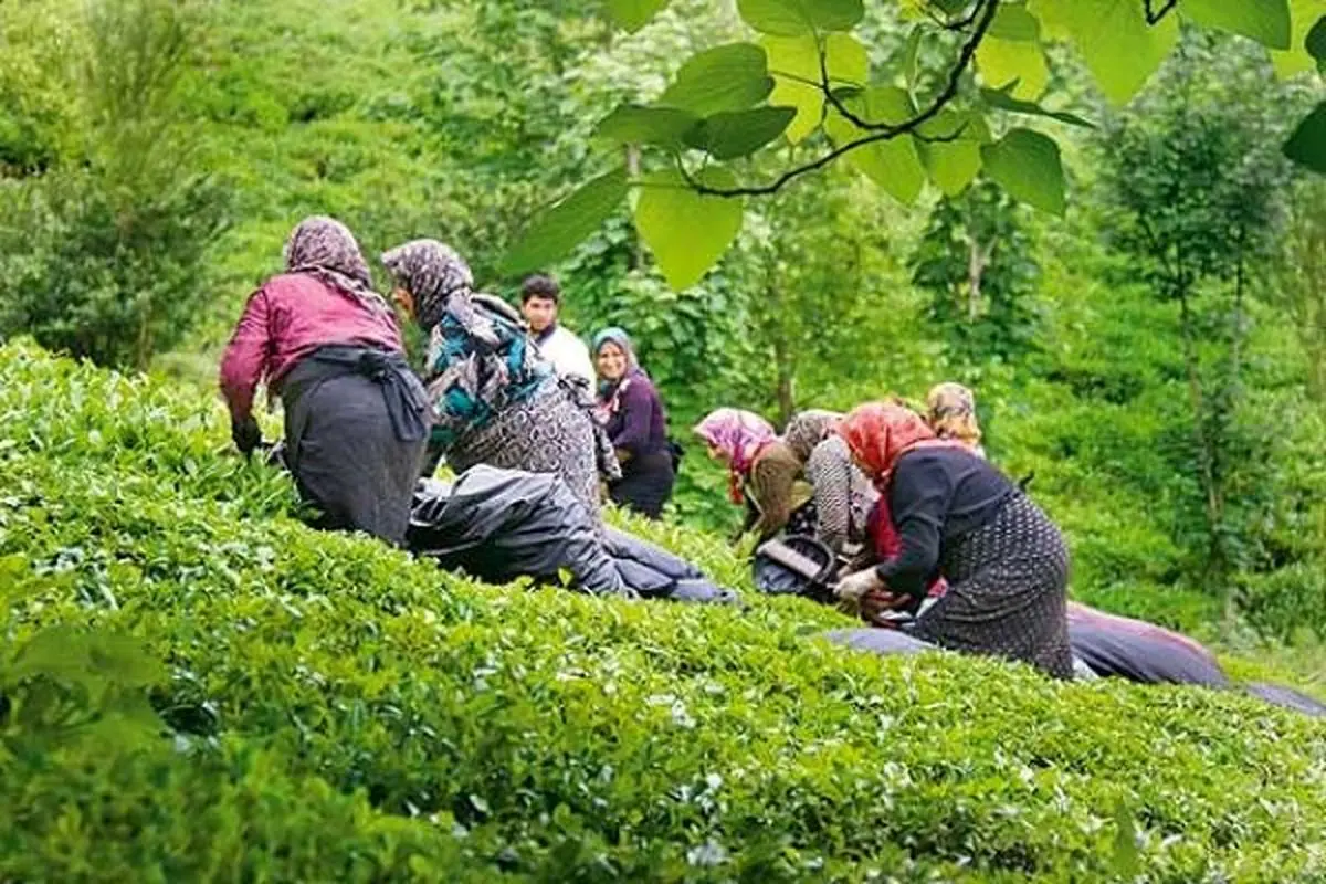 پرداخت مطالبات چایکاران شمال کشور از 130میلیارد تومان گذشت