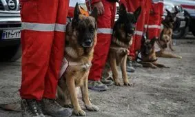 حضور سگ‌های تجسس پلیس در مناطق زلزله زده