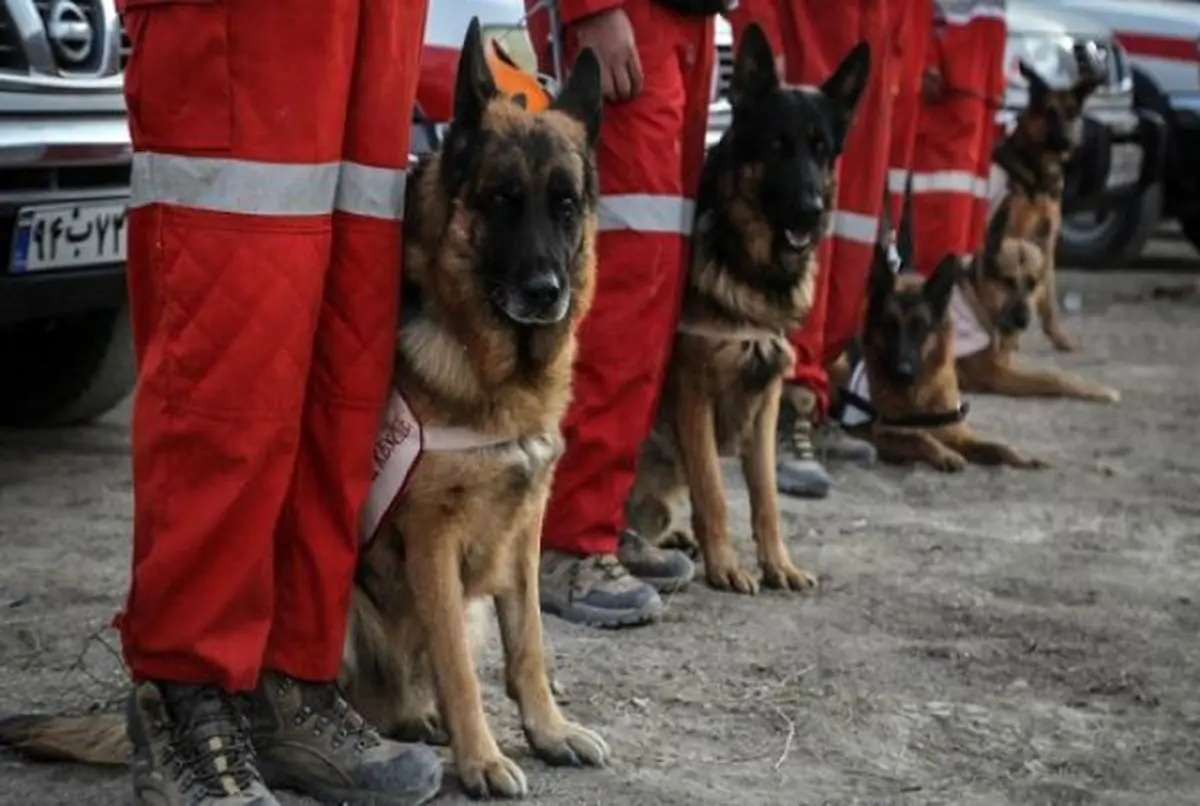 حضور سگ‌های تجسس پلیس در مناطق زلزله زده