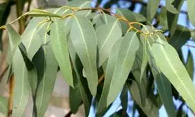 آشنایی با خواص بخور اکالیپتوس