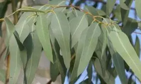 آشنایی با خواص بخور اکالیپتوس