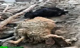 تلف شدن چندین راس دام در زلزله