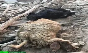 تلف شدن چندین راس دام در زلزله
