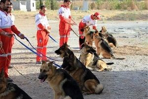 سگ‌های خود را به مناطق زلزله زده نیاورید/سگ تیدا وجود ندارد