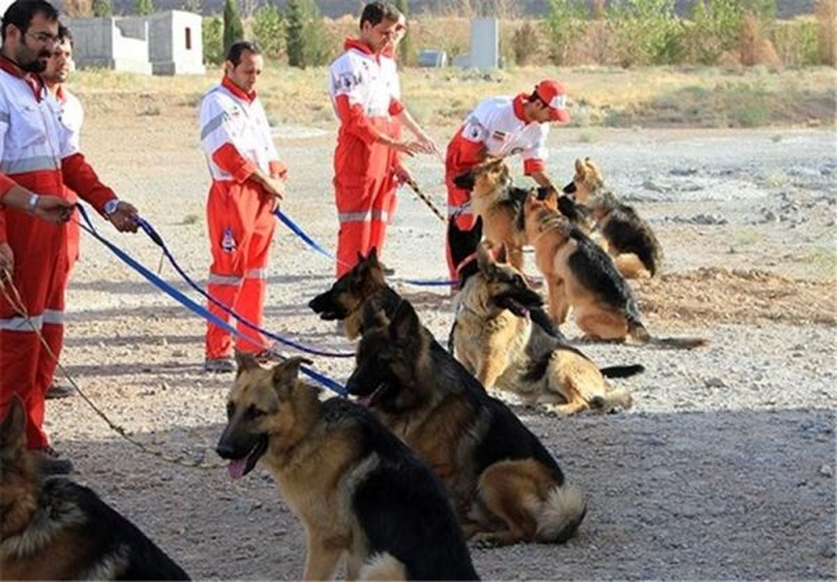سگ‌های خود را به مناطق زلزله زده نیاورید/سگ تیدا وجود ندارد