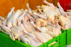 مرغ را ارزان‌تر بخرید/ کاهش قیمت ۱۲۰۰تومانی
