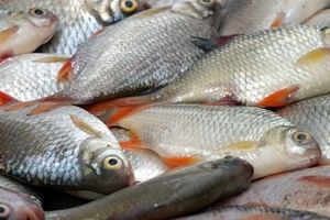 خطر «ماهیان جیوه‌ای» برای سلامت / لزوم توجه به آلودگی ماهی‌های خلیج‌فارس
