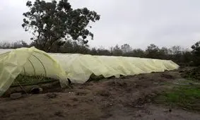 کشت گیاه آلوئه ورا برای نخستین بار در 14 گلخانه آستارا