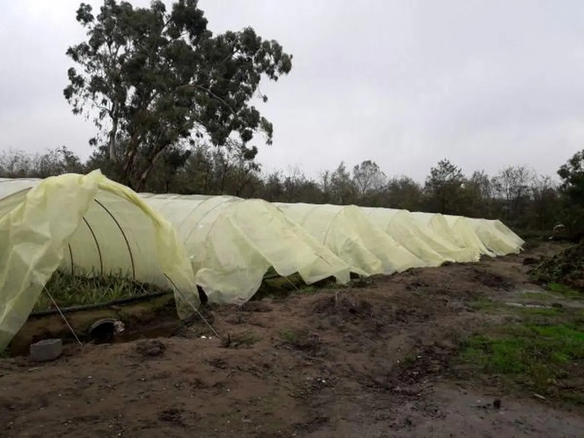 کشت گیاه آلوئه ورا برای نخستین بار در 14 گلخانه آستارا