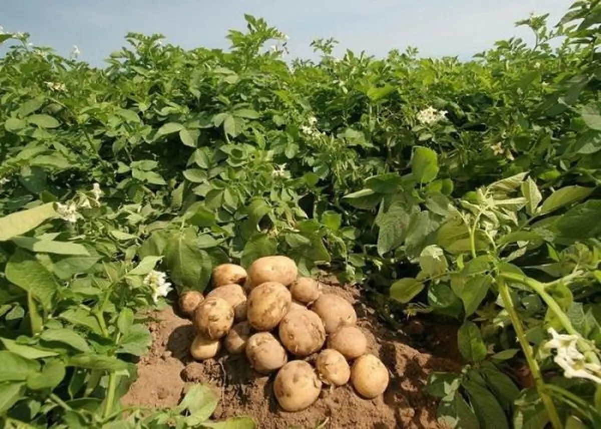 سیب زمینی موجب تقویت ویتامین‌های بدن می شود