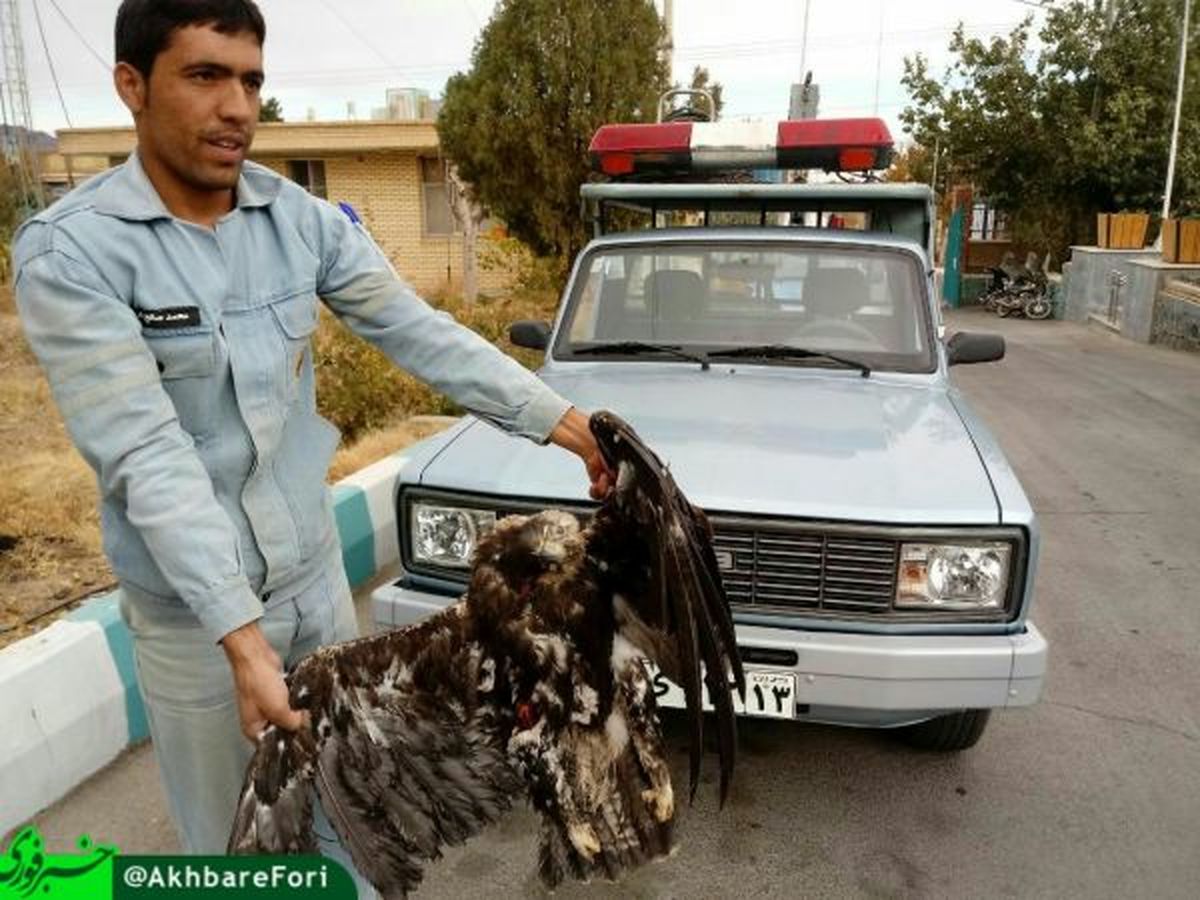 مرگ یک عقاب بر اثر برخورد با کابل برق