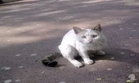 چالشی به نام مجید/ راز واکنش گربه ها به عبارت "مجید"