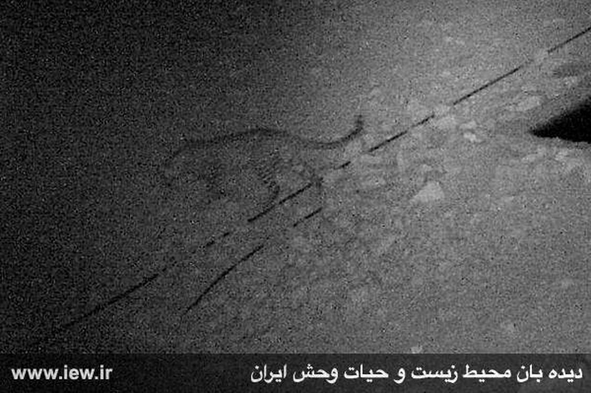 برای نخستین بار: تصویربرداری از پلنگ ایرانی در منطقه حفاظت شده هرمود لارستان