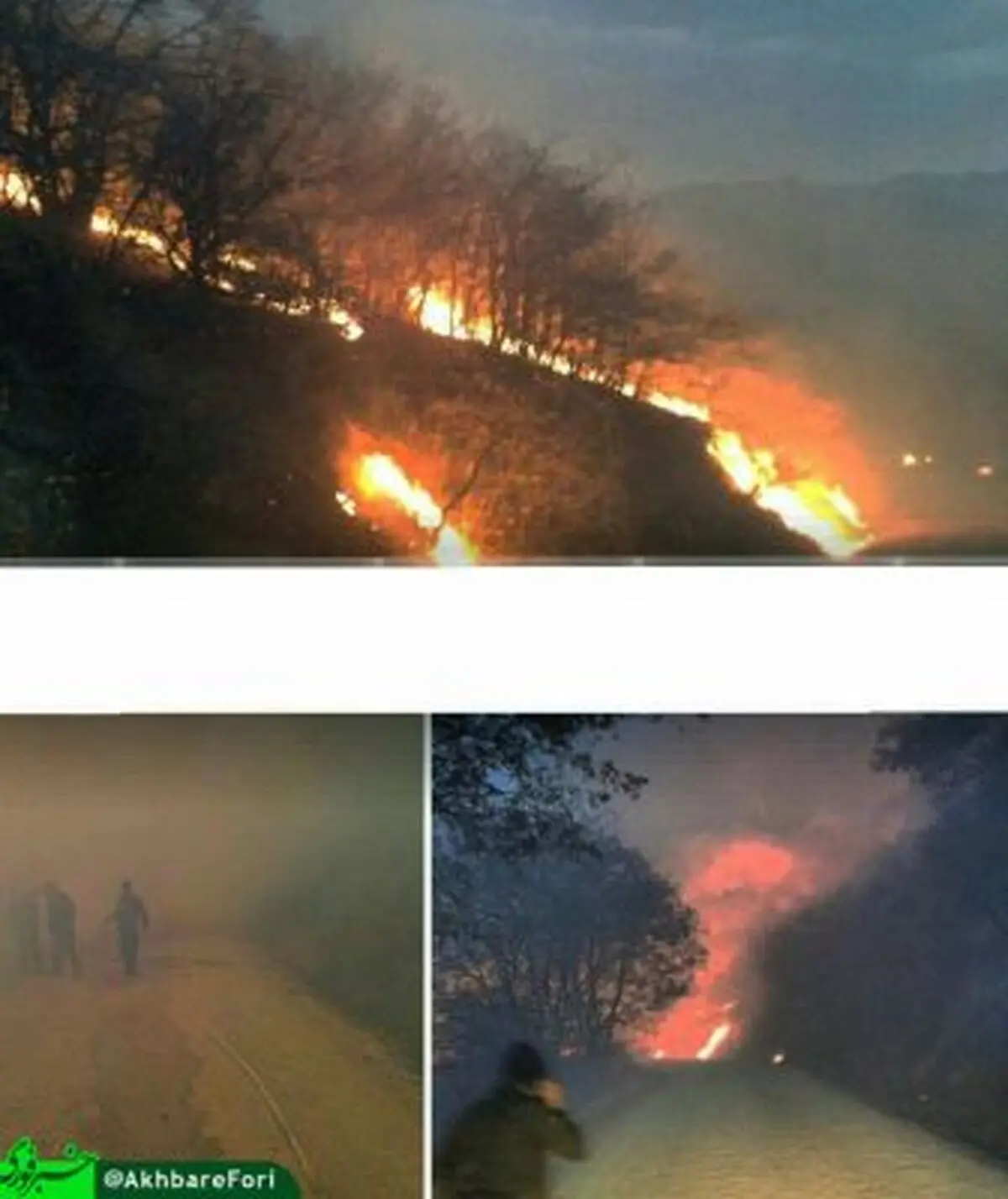 آتش سوزی در جنگل گلستان