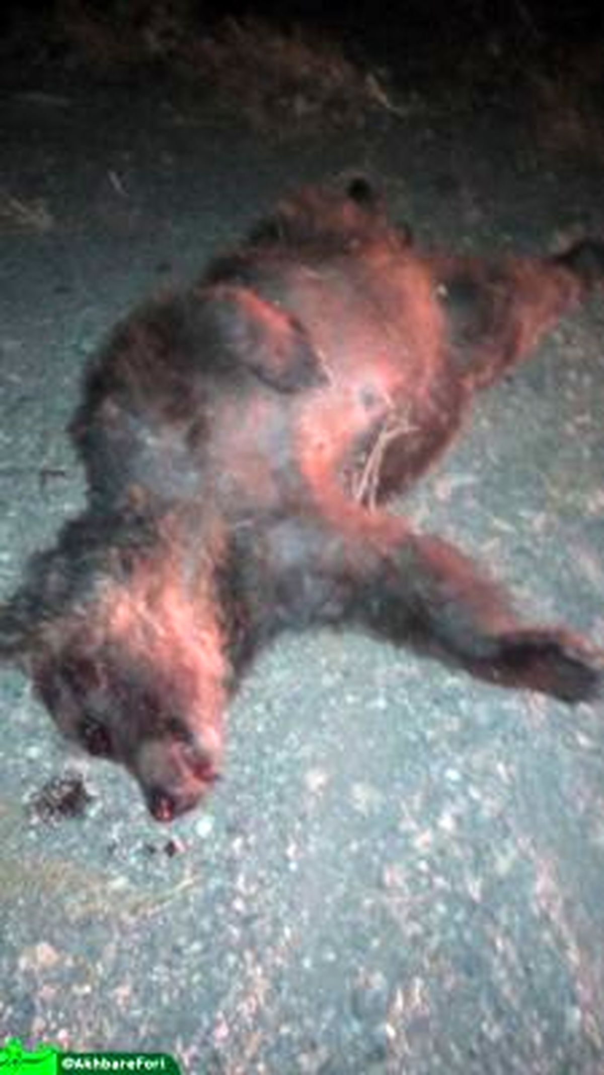 مرگ 2 قلاده خرس بر اثر تصادف در جاده شاهرود