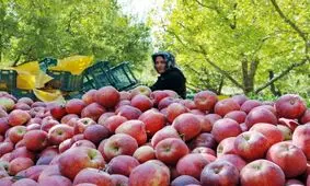 خشک شدن سیب های سمیرم به چه بهایی؟