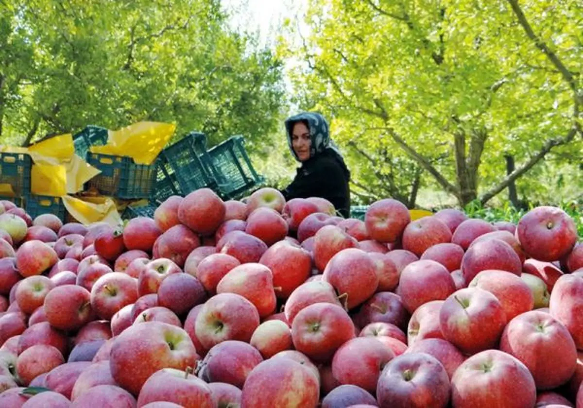 خشک شدن سیب های سمیرم به چه بهایی؟