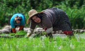 واردات برنج خارجی بازار برنج داخلی را کساد می‌کند