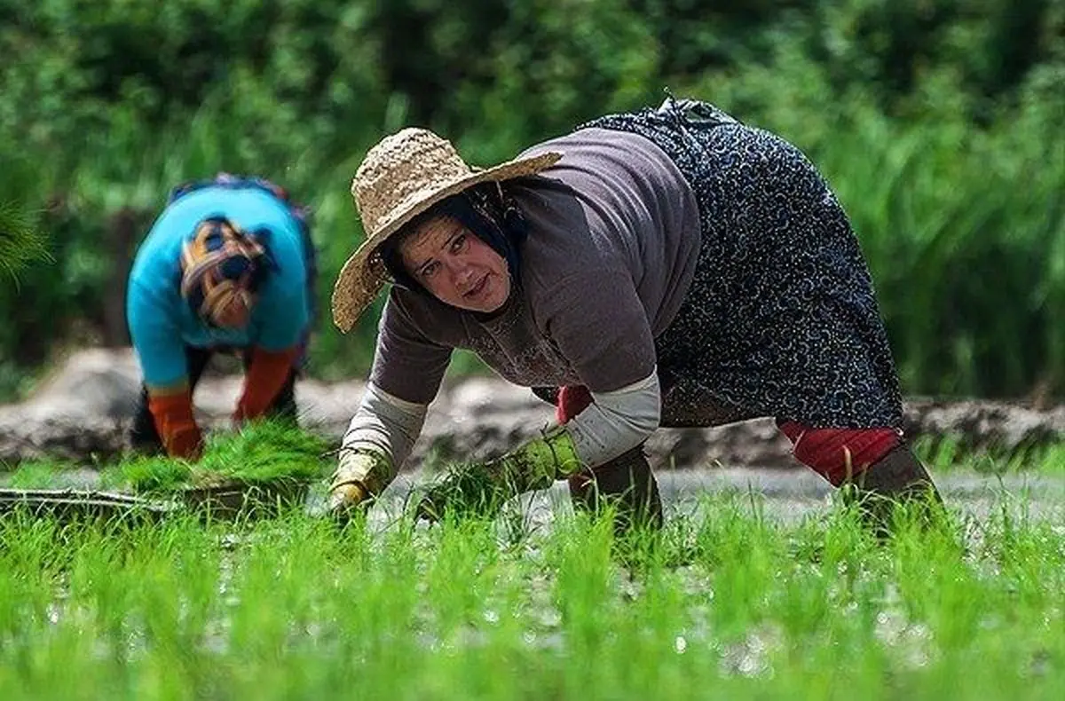 واردات برنج خارجی بازار برنج داخلی را کساد می‌کند