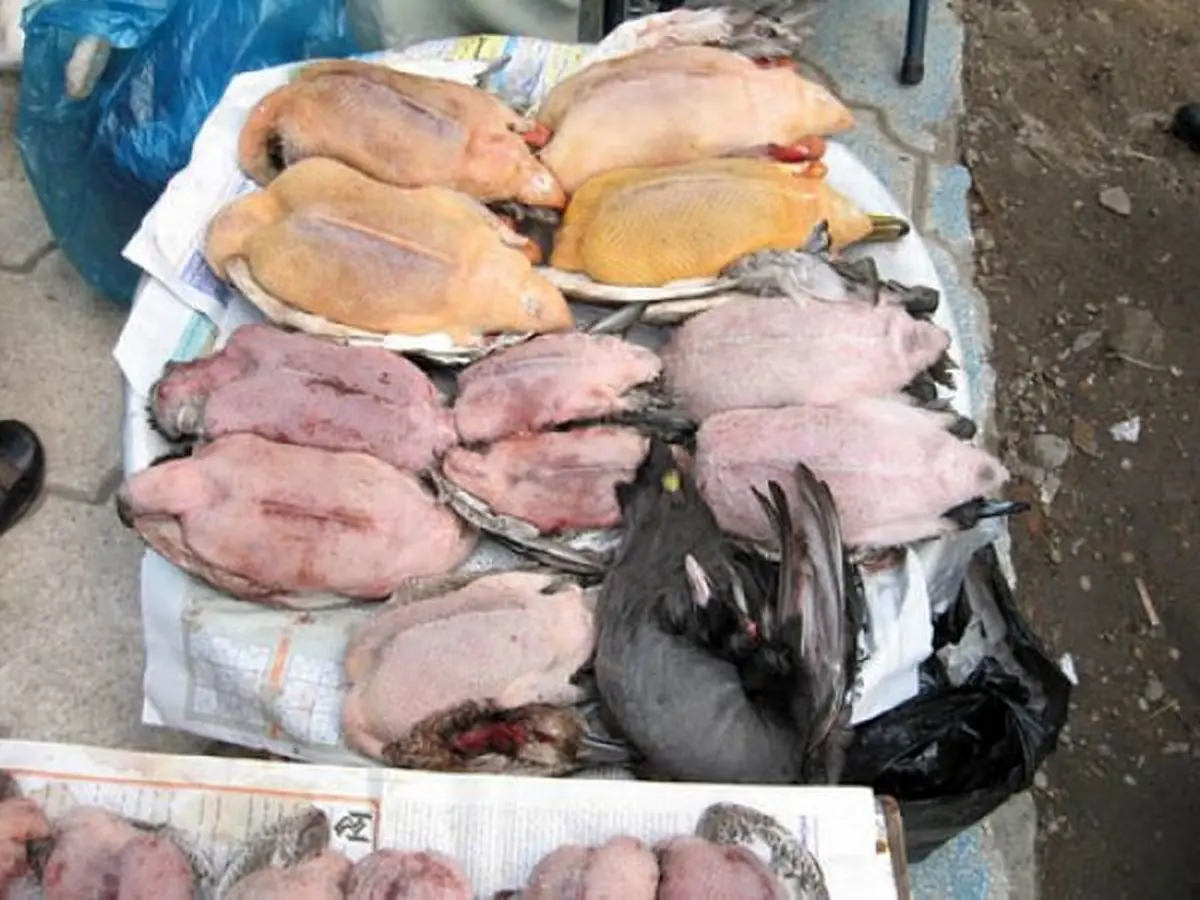 بازار، کابوس پرندگان مهاجر لنگرود است