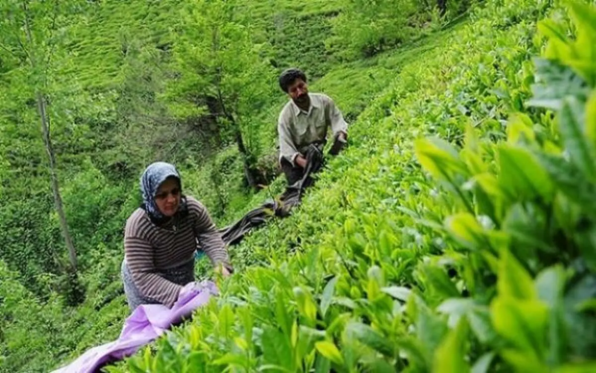 برداشت۸۳هزارتُنی برگ سبز چای در گیلان