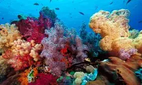 چه تعداد گونه دریاییِ کشف نشده وجود دارد؟