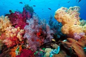 چه تعداد گونه دریاییِ کشف نشده وجود دارد؟
