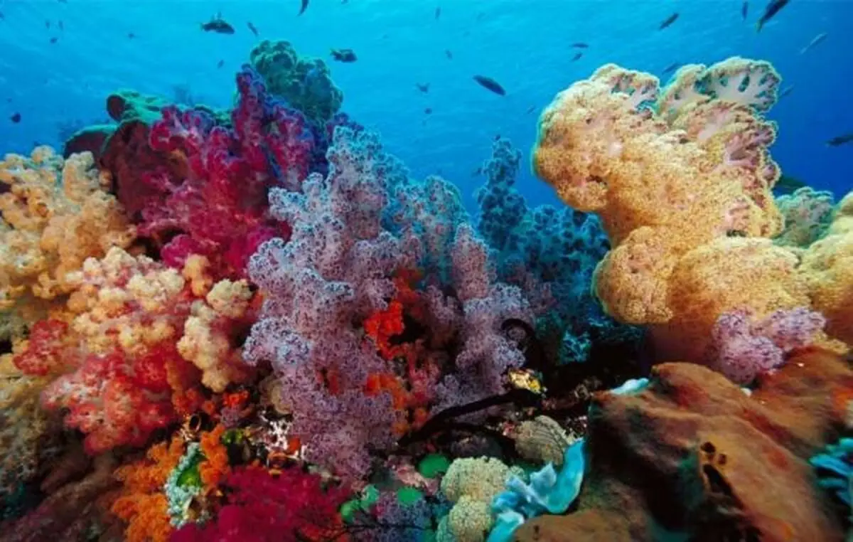 چه تعداد گونه دریاییِ کشف نشده وجود دارد؟