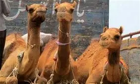 کشف ۱۸ نفر شتر قاچاق در خراسان جنوبی