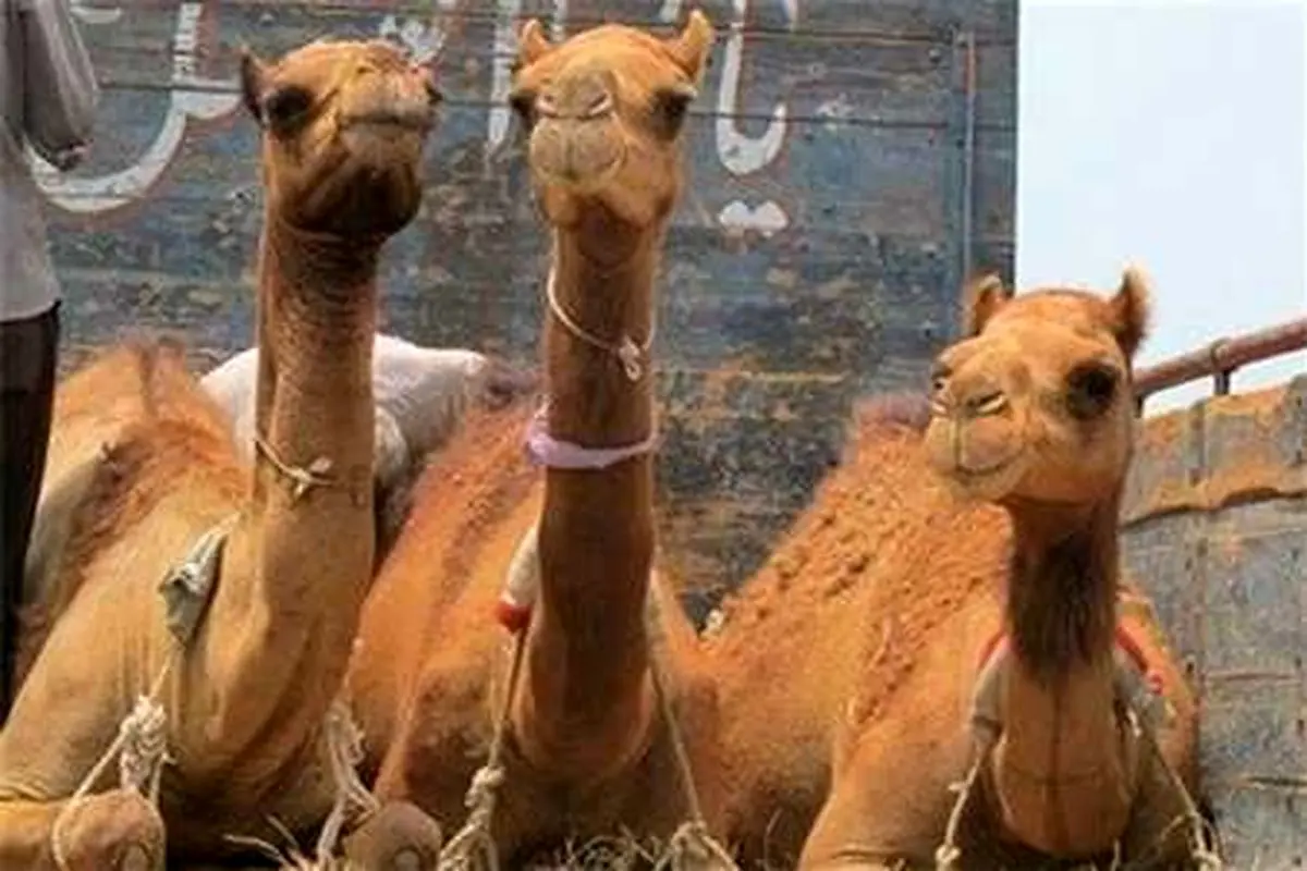 کشف ۱۸ نفر شتر قاچاق در خراسان جنوبی