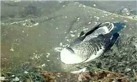 صادرات مرغ و تخم‌مرغ متوقف شد