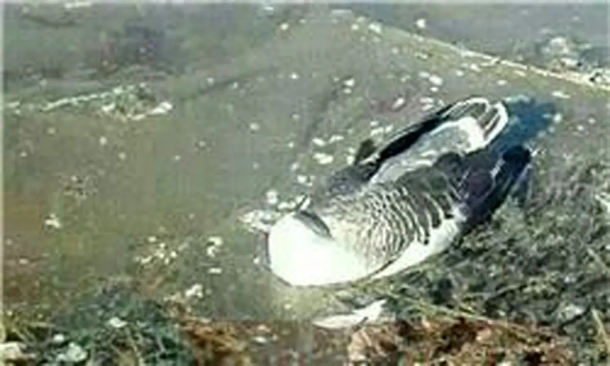 صادرات مرغ و تخم‌مرغ متوقف شد