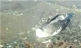 صادرات مرغ و تخم‌مرغ متوقف شد