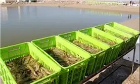 خسارت 17 میلیارد تومانی زلزله به شیلات کرمانشاه