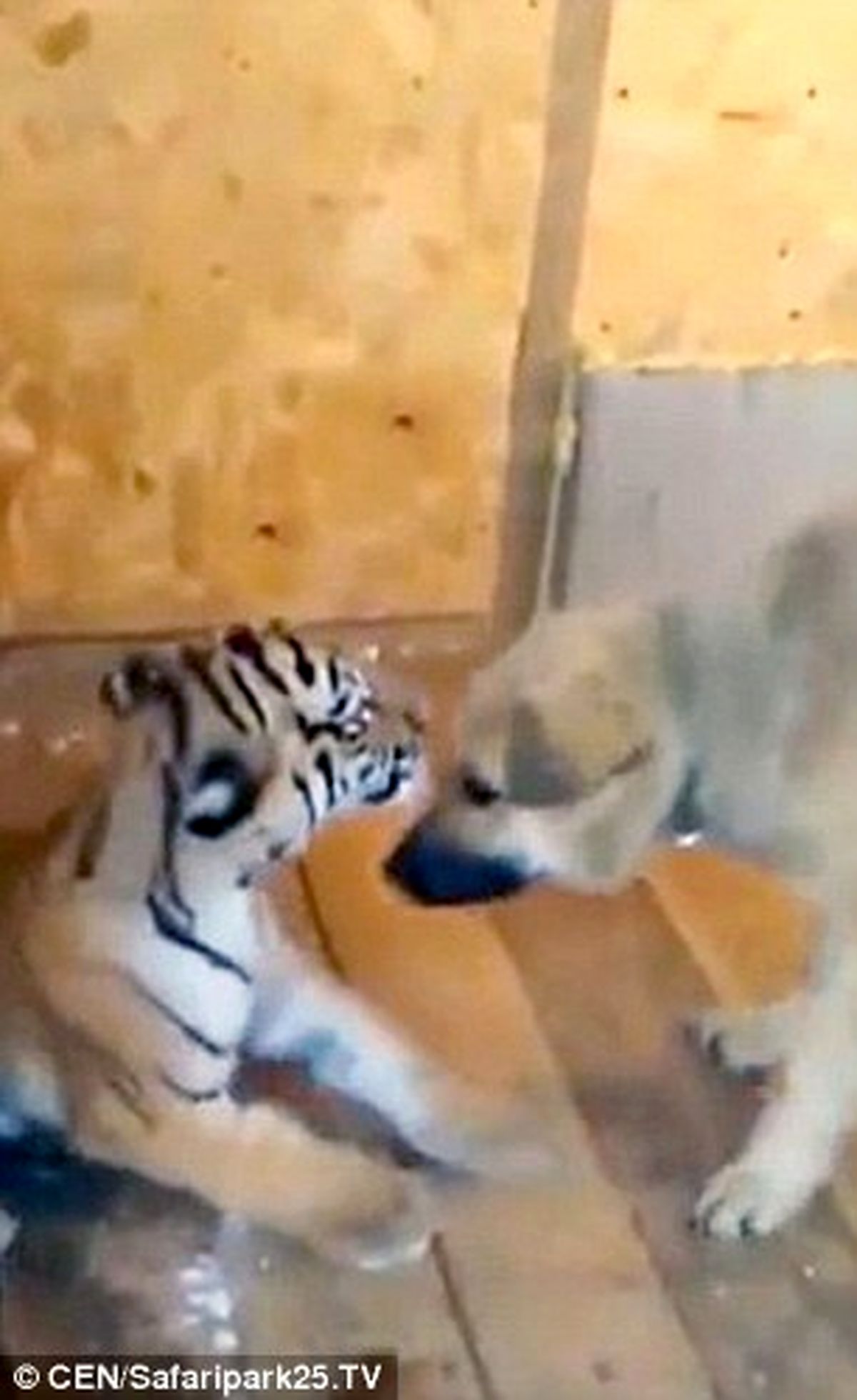 دوستی حیوانات هزاران نفر را به باغ وحش کشاند+ تصاویر
