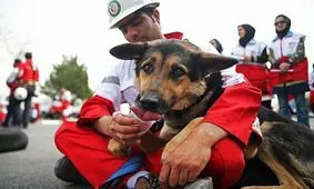 چرا سگ های زنده یاب سرخورده می شوند؟