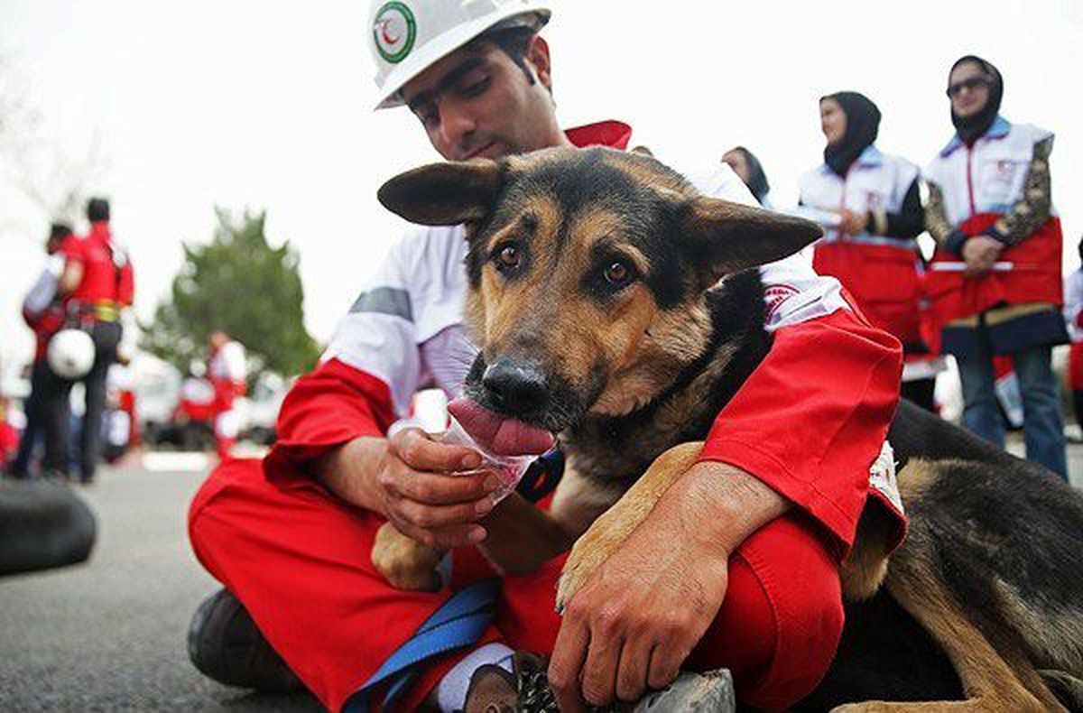 چرا سگ های زنده یاب سرخورده می شوند؟