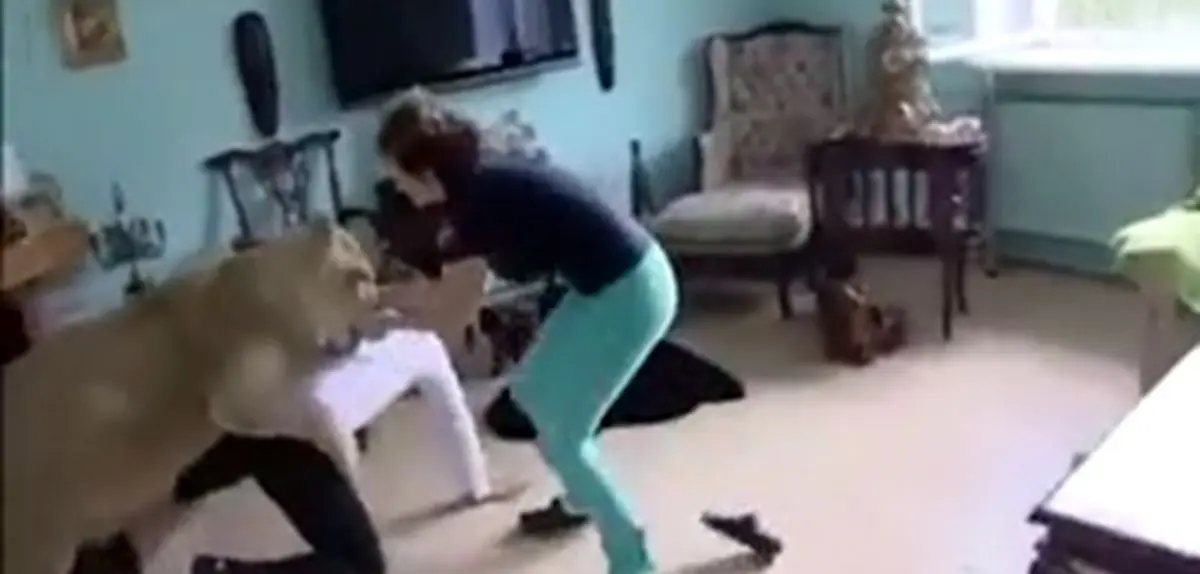 شیری که به صاحبش وفا نکرد! تماشا کنید حمله ناگهانی شیر به صاحبش