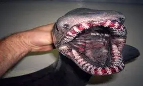 هیولای اعماق اقیانوس +عکس