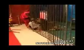 فیلم /حمله شیر در سیرک مشهد و کشتن شیر !!!!! فاجعه