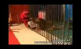 فیلم /حمله شیر در سیرک مشهد و کشتن شیر !!!!! فاجعه