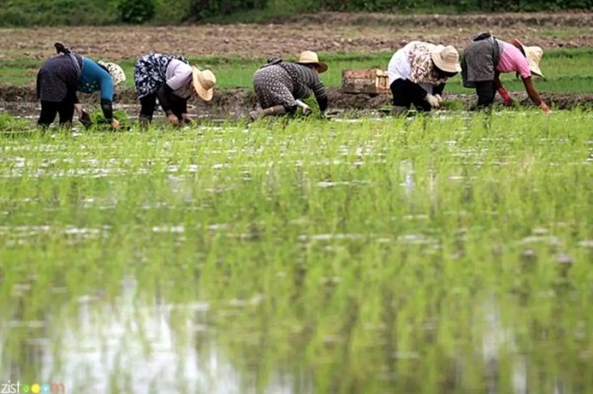هدف از مدیریت برنج در شش ماه نخست کنترل واردات است