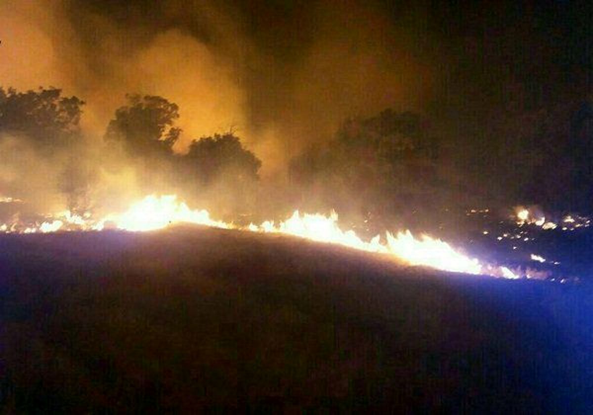 جنگل درفک دچار حریق شد