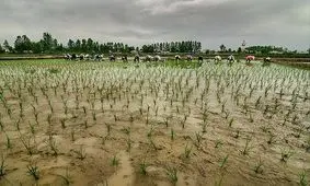 نمایندگان مردم در مجلس اجازه واردات برنج در فصل برداشت را نمی دهند