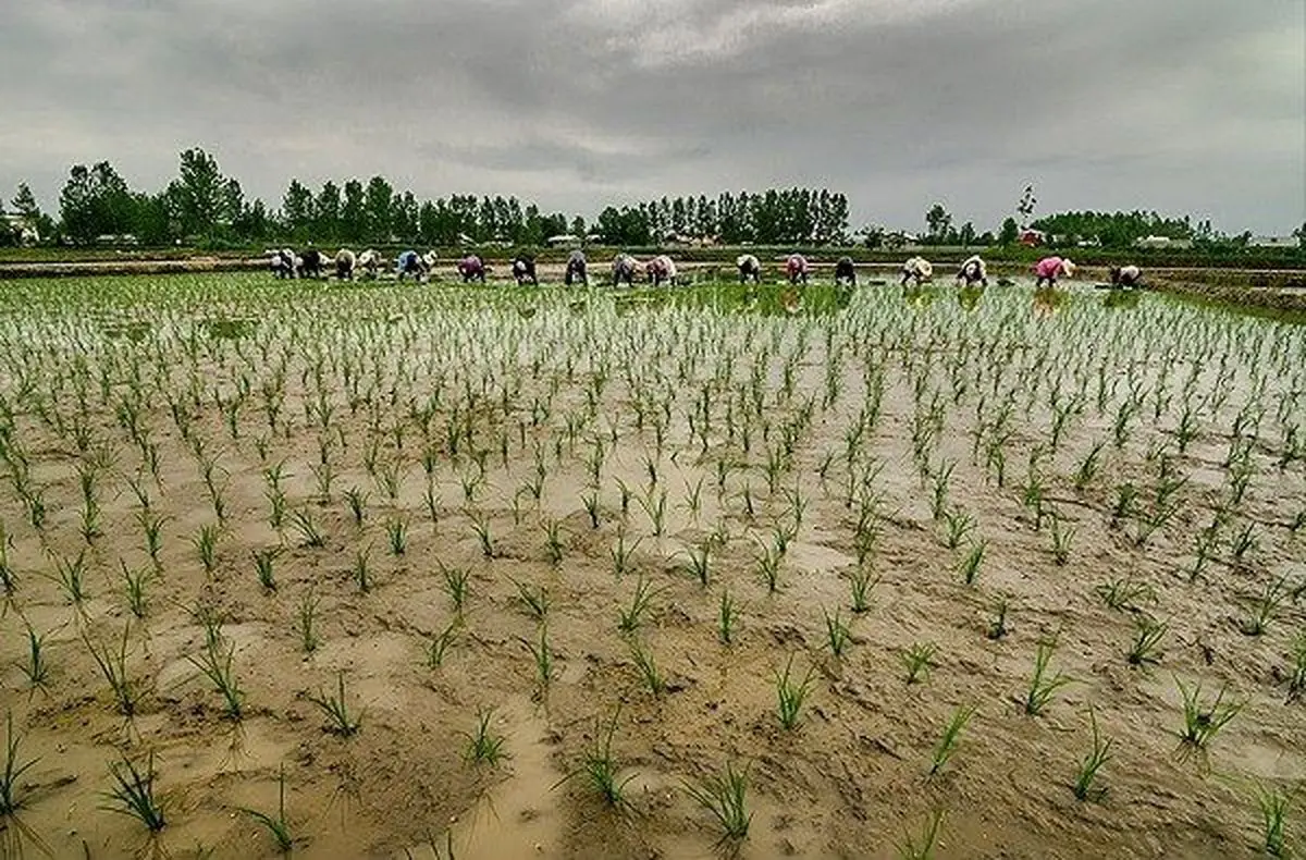 نمایندگان مردم در مجلس اجازه واردات برنج در فصل برداشت را نمی دهند