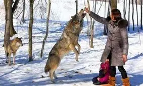 این زن چنتا گرگ رو بزرگ کرده و تو طبیعت رهاشون کرده، بعد از مدتی اومده بهشون سر بزنه. واکنش گرگ ها رو ببینید...