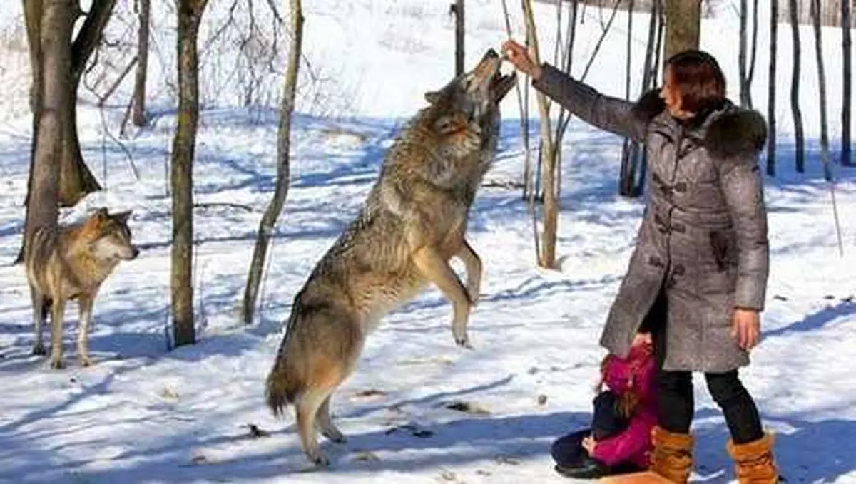 این زن چنتا گرگ رو بزرگ کرده و تو طبیعت رهاشون کرده، بعد از مدتی اومده بهشون سر بزنه. واکنش گرگ ها رو ببینید...