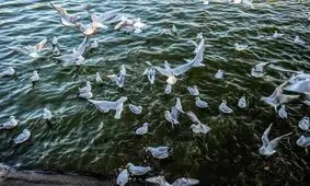 افزایش فرود پرندگان مهاجر به تالاب های گیلان تا 155 هزار قطعه