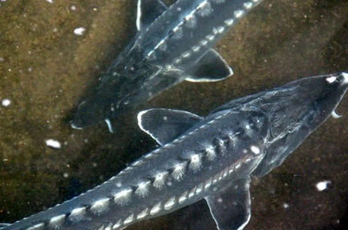 کشف 30 کیلوگرم ماهی خاویاری قاچاق در گلستان