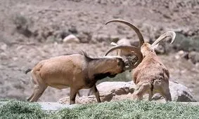 15 هزار حیات‌وحش علف‌خوار استان سمنان در خطر گرسنگی/ نیمه شرقی خشک‌تر از همیشه